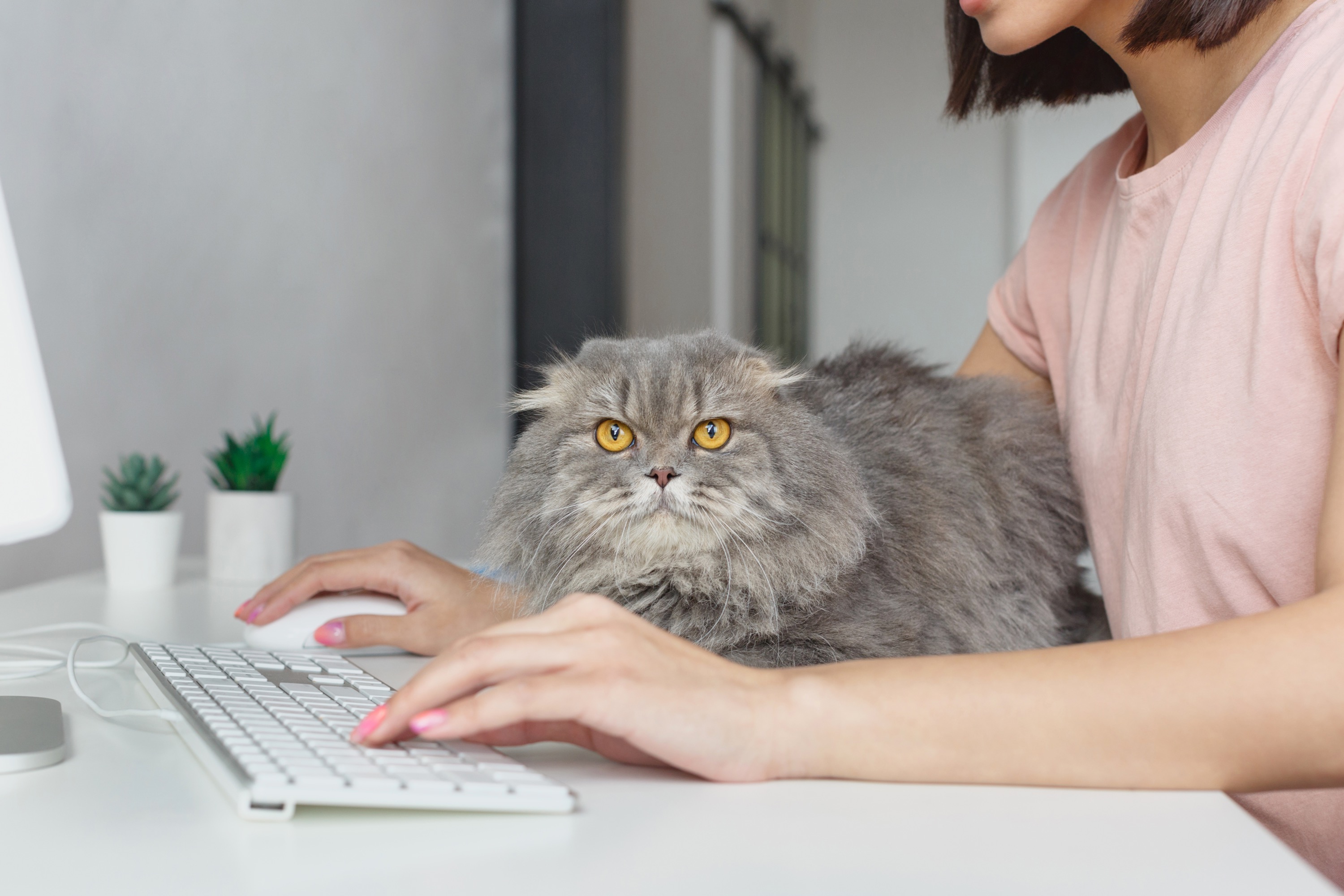 パソコンを打とうとしている手の間に座って邪魔をする猫の写真